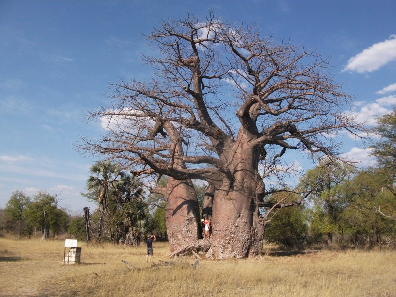 baobab region Tsumeb.jpg - Baobab près de Tsumeb